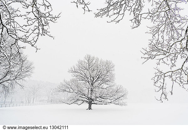 Bare trees on snow covered field during snowfall