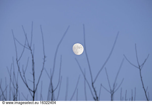 Bare twigs and moon in the sky