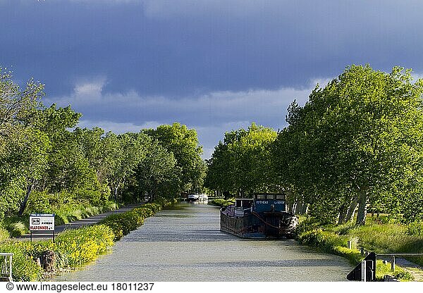 Barges on a stretch of canal lined with plane trees (Platanus sp.) between Narbonne and Gruissan  Canal du Midi  Aude  Languedoc-Roussillon  France  Europe