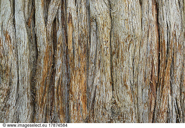 Bark of incense cedar (Calocedrus decurrens)