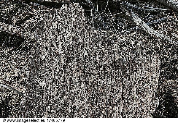 Bark with feeding marks of the bark beetle (Scolytinae)  forest damaged by drought and bark beetle  Rheingaugebirge  Taunus  Hesse  Germany  Europe