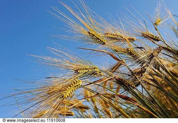 Barley,  cereal,  Centre-Val de Loire region,  France,  Europe.