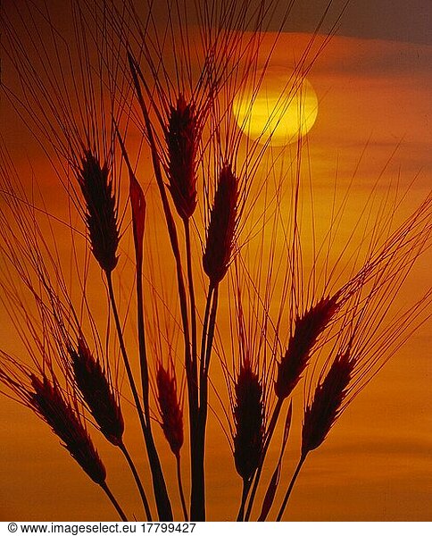 Barley ear  barley  ears in the sunset  evening mood  agriculture  Barley ear  barley  ears in the sundown  evening mood  agriculture
