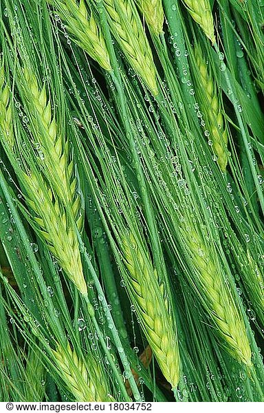 Barley ears with raindrops (plants) (cereals) (corn) (crop) (close-up) (detail) (close-up) (green) (water drop) (grasses) (Gramineae)