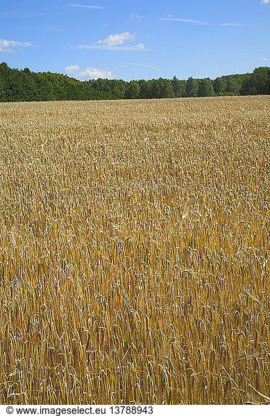 Barley field  Sutton  Suffolk farming landscape scenery  East Anglia  England