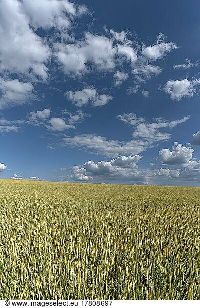 Barleys (Hordeum vulgare)  cloudy sky  Bavaria  Germany  Europe