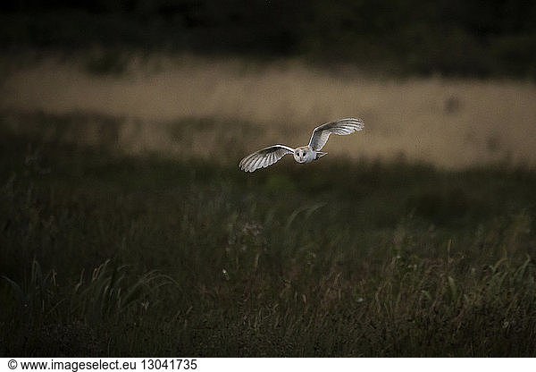 Barn owl flying over field