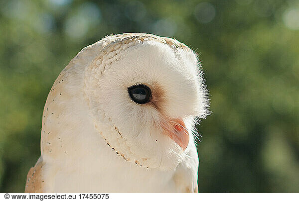 Barn Owl with backlit foreground with detail of eye  feathers and beak