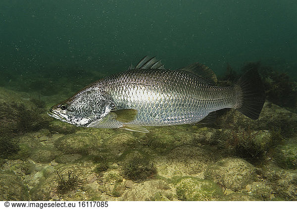 Barramundi or Asian sea bass  Lates calcarifer  sea form  swimming. It's an icon of Western Australia?s Kimberley region  prized by recreational fishers for its taste  size and fighting spirit when hooked. They eat almost anything  including other barramundi  and can consume prey up to 60 per cent their own length. They can grow up to 200 cm in length and 60 kg. During their lifecycle  they change sex from male to female. The species is sequentially hermaphroditic  with most individuals maturing as males and becoming female after at least one spawning season; most of the larger specimens are therefore females. Barramundi have a mild flavour and a white  flaky flesh  with varying amount of body fat. Australia. Composite image