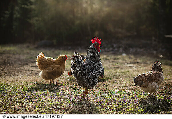 barred rock rooster in sunlight yard