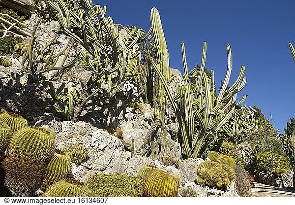 Barrel cactus (Echinocactus grusonii),  Opuntia and Cereus,  Jardin exotique de Monaco