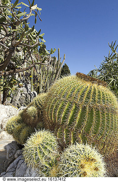 Barrel cactus (Echinocactus grusonii)  Opuntia and Cereus  Jardin exotique de Monaco