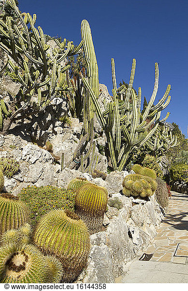 Barrel cactus (Echinocactus grusonii) Opuntia and Cereus Jardin exotique de Monaco