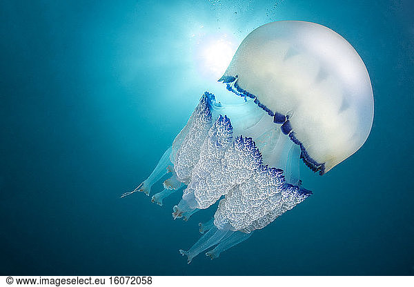 Barrel Jellyfish (Rhizostoma pulmo)  Marine Protected Area of the Agathe Coast  Herault  Occitanie  France