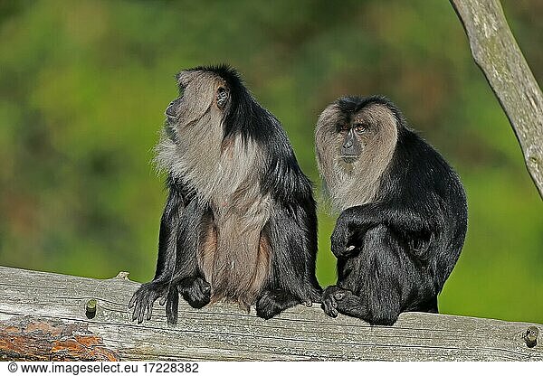 Bartaffe (Macaca silenus)  Wanderu  adult  zwei Tiere  sitzend  auf Baumstamm  wachsam  captive  gefährdete Art  Indien  Asien