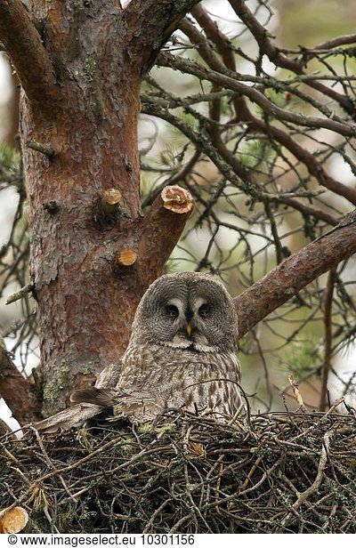 Bartkauz im Nest (Strix nebulosa) Kainuu Nord Karelien Finnland Europa