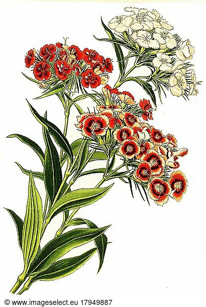 Bartnelke (Dianthus barbatus)  digital  restaurierte Reproduktion einer Vorlage aus dem 19. Jahrhundert