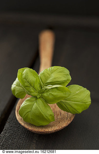 Basil on wooden spoon  close up