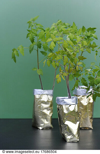Basil plants in silver sacks on table