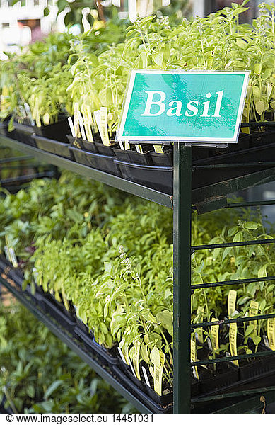 Basilikum-Pflanzen