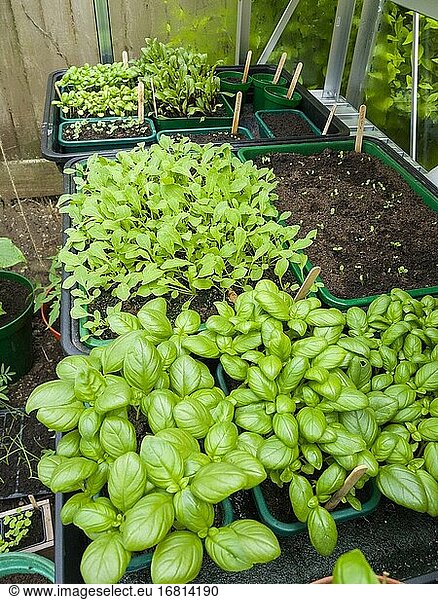 Basilikum  Rucola und andere verschiedene Salatblattsetzlinge  die im Frühjahr im Gewächshaus eines Hobbygärtners wachsen.