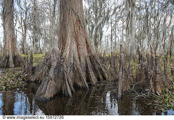 Basis eines Zypressenbaums im Mandschak-Sumpf bei New Orleans,  Louisiana,  Vereinigte Staaten von Amerika,  Nordamerika