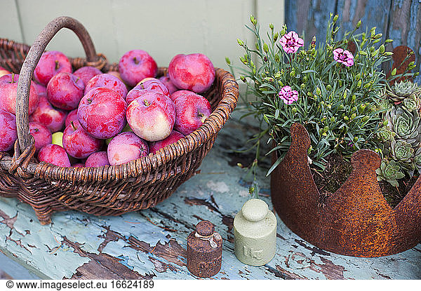 Basket full of fresh apples  old-fashioned weights and plants potted in old rusty crown