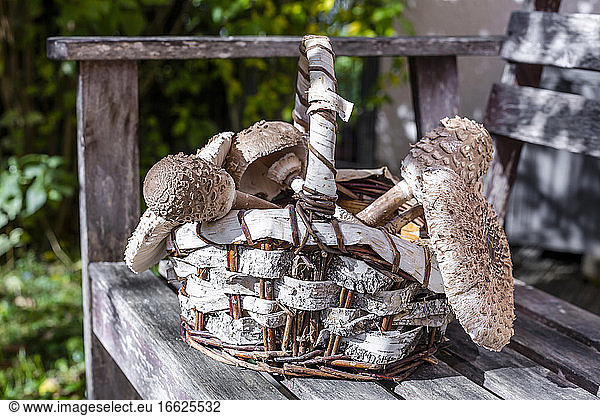 Basket full of various mushrooms lying on bench