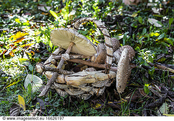 Basket full of various mushrooms lying on forest floor