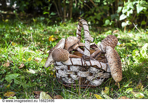 Basket full of various mushrooms lying on grass