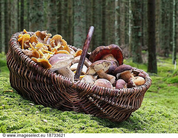 Basket  mushroom basket  mushroom  mushrooms  trumpet chanterelle  trumpet chanterelle  pierced leistling  pierced leistling  chanterelle  chanterelle mushrooms  stone mushroom  stone mushrooms  moron boletus  maroon boletus  boletus  boletus  flake stemmed witch