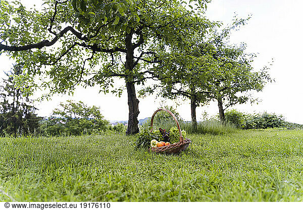 Basket of fresh vegetables and fruits near trees on grass