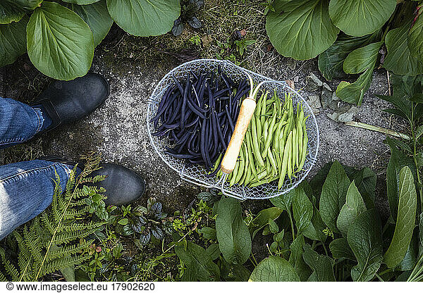 Basket of freshly harvested green and purple beans