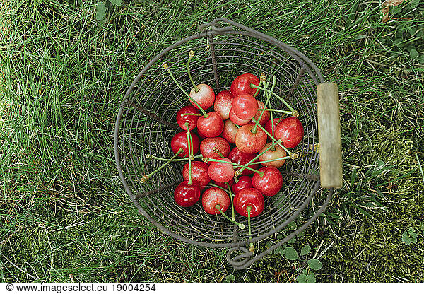 Basket of red cherries on grass in garden