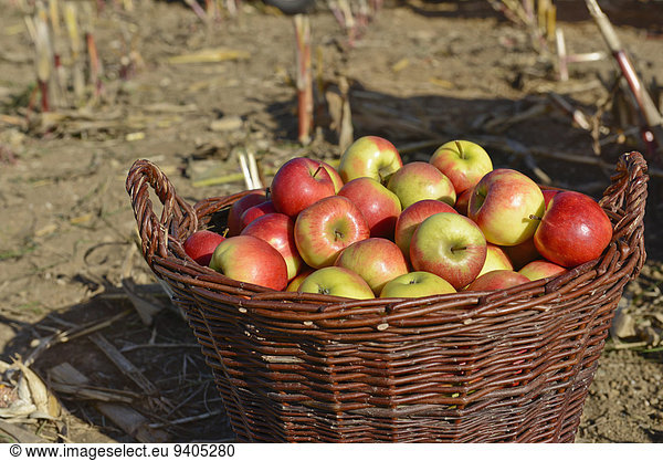 Basket with apples on field