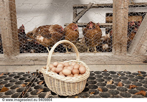 Basket with eggs at henhouse on organic farm