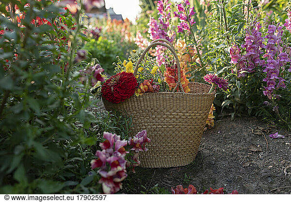 Basket with flowers amidst plants in garden
