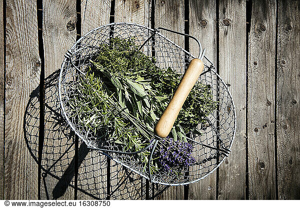 Basket with freshly harvested herbs