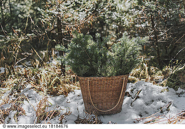 Basket with twigs of spruce tree in forest