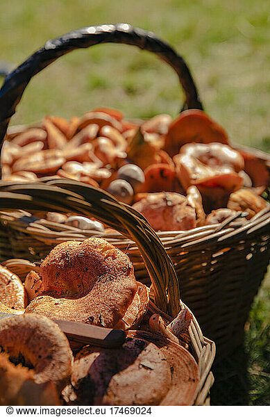 Baskets filled with pine mushrooms in forest during sunny day