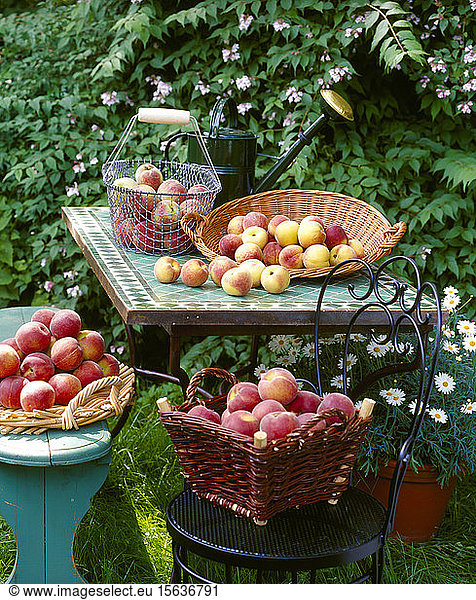 Baskets of fresh peaches on table in garden