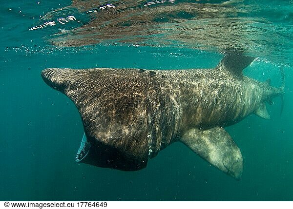 Basking Shark (Cetorhinus Maximus) Basking Shark (Cetorhinus Maximus ...