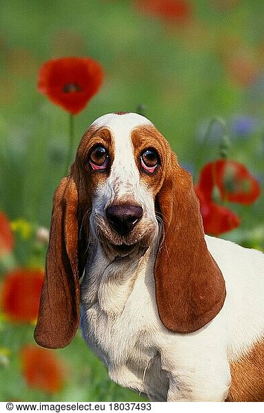 Basset Hound (animals) (Säugetiere) (mammals) (Haushund) (domestic dog) (Haustier) (Heimtier) (pet) (außen) (outdoor) (Porträt) (portrait) (sitzen) (sitting) (lächeln) (smiling) (adult) (Humor) (humour)
