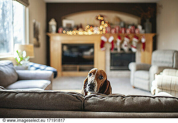 Basset hound dog peeks head over couch in living room at home
