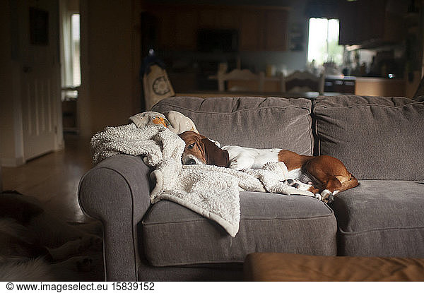 Basset Hound dog sleeping on couch at home in living room