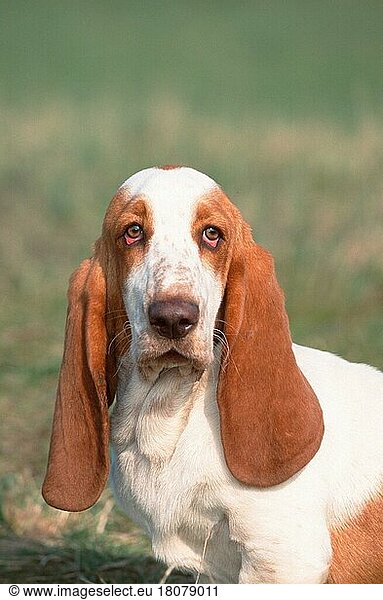 Basset Hound  lemon-white  lemon-weiss (animals) (Säugetiere) (mammals) (Haushund) (domestic dog) (Haustier) (Heimtier) (pet) (außen) (outdoor) (frontal) (head-on) (von vorne) (Porträt) (portrait) (traurig) (sad) (sitzen) (sitting) (adult) (vertical)