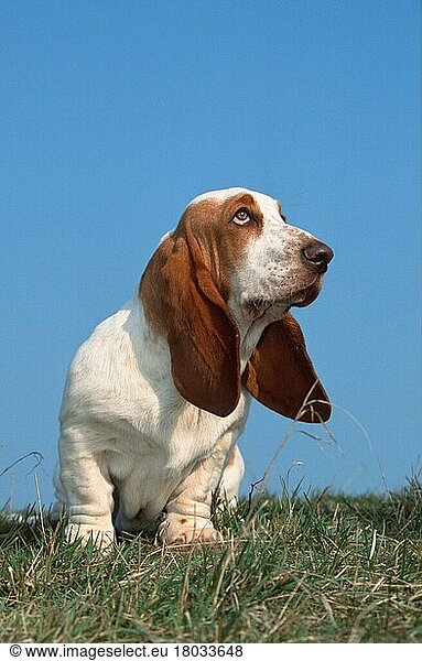 Basset Hound  lemon-white  lemon-weiss (animals) (Säugetiere) (mammals) (Haushund) (domestic dog) (Haustier) (Heimtier) (pet) (außen) (outdoor) (Wiese) (meadow) (frontal) (head-on) (von vorne) (sitzen) (sitting) (adult) (vertical)