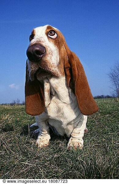 Basset Hound (Tiere) (außen) (outdoor) (Wiese) (adult) (traurig) (sad) (Humor) (humour) (Säugetiere) (mammal) (Haushund) (domestic dog) (Haustier) (Heimtier) (pet) (nachdenklich) (thoughtful)