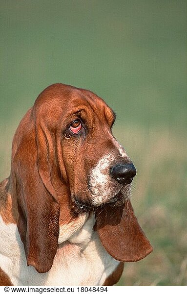 Basset Hound  tricolor (animals) (Säugetiere) (mammals) (Haushund) (domestic dog) (Haustier) (Heimtier) (pet) (außen) (outdoor) (Kopf) (head) (Porträt) (portrait) (traurig) (sad) (adult) (vertical)