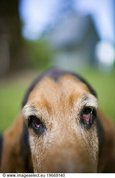 Basset hound with sad eyes. (selective focus)